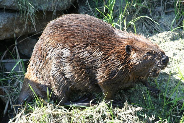 Beaver on the rampage. Photo: Lauren Smith.