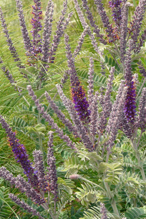 Lead Plant. Photo from prairienursery.com.