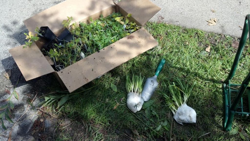 New plants from Prairie Nursery and my friend Rachelle.