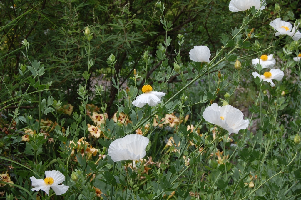 Matilija Poppy. Wish we could grow these in Chicago.