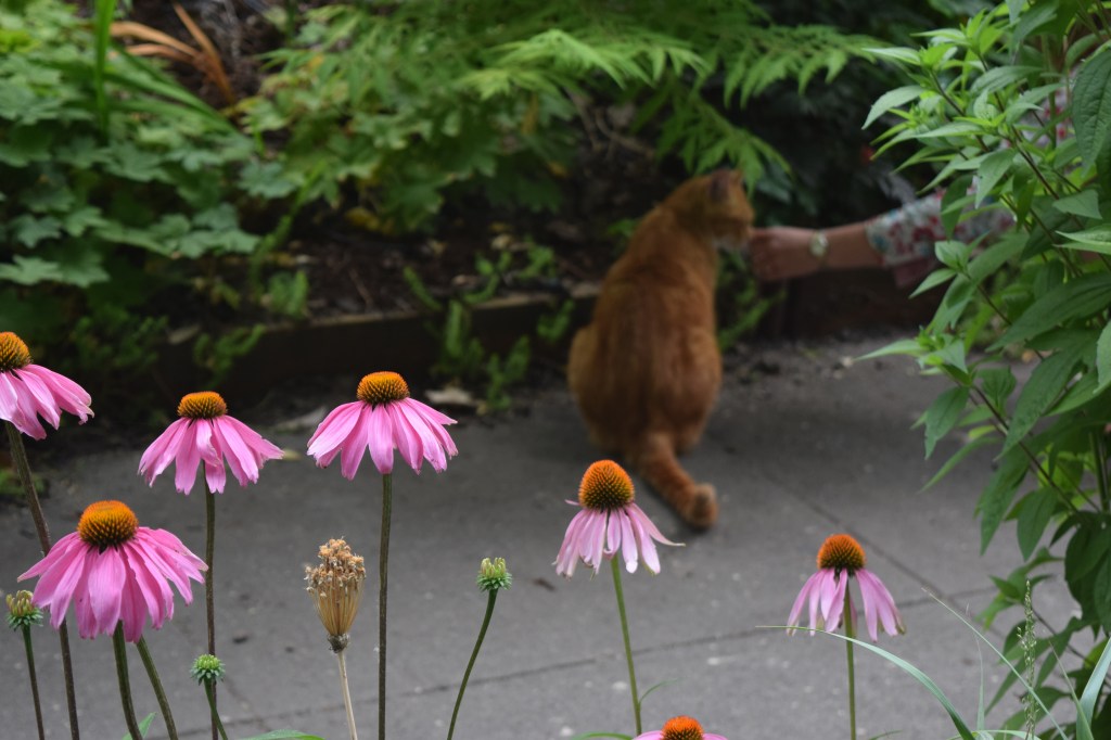 Pay no attention to the person behind the Rudbeckia.