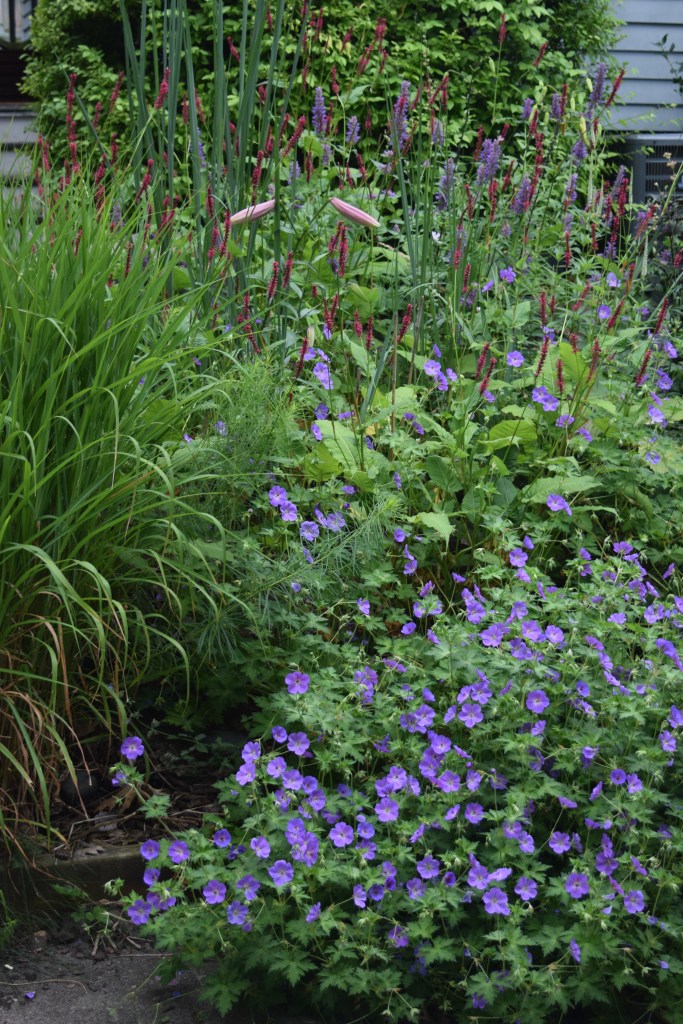 2014-07-13 11.35.19 geranium and persicaria