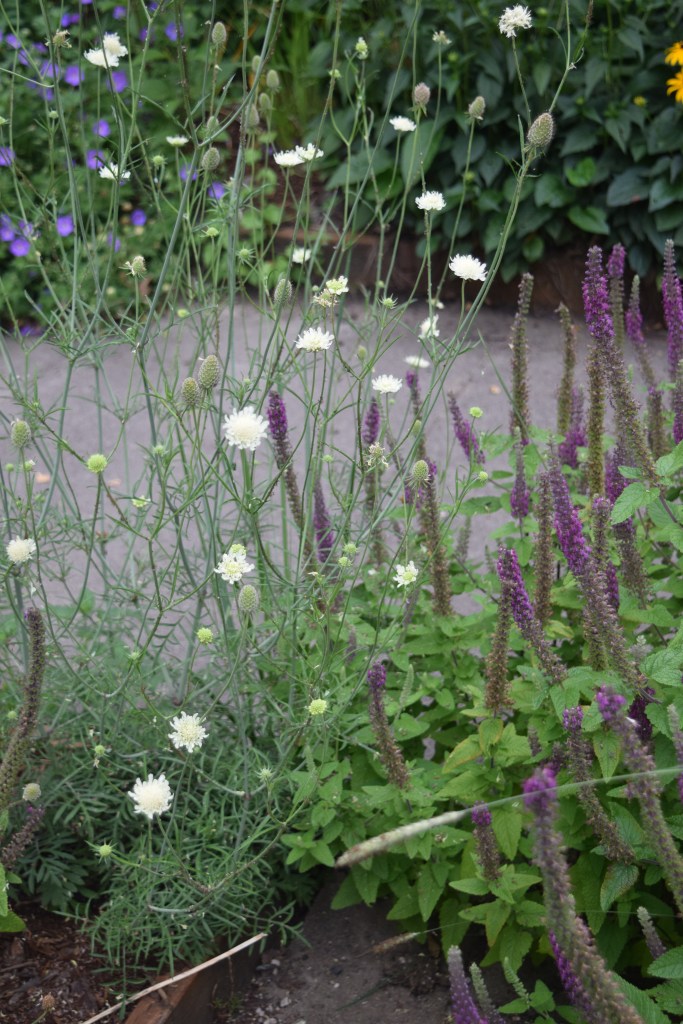2014-07-13 11.38.33 Astrantia and Persicaria