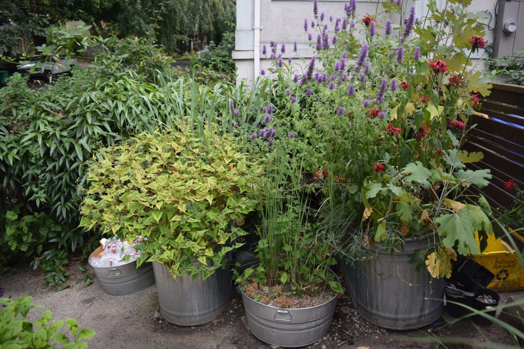 2014-07-13 11.53.31 rhone street gardens