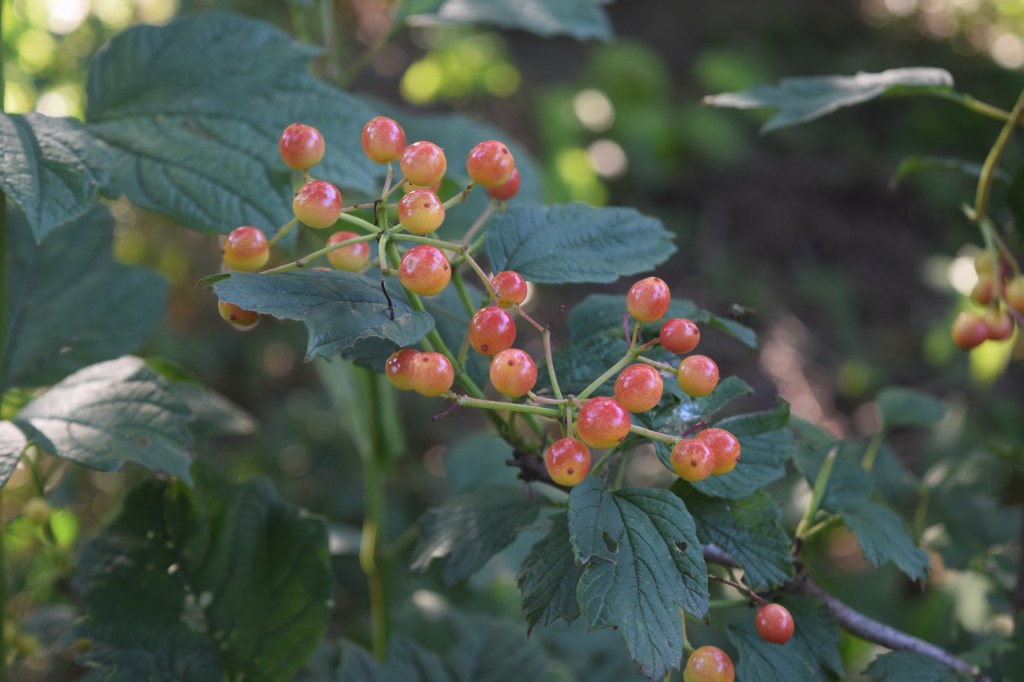 Cranberrybush Viburnum 'Redwing' fruit, not quite ripe, on a young shrub.