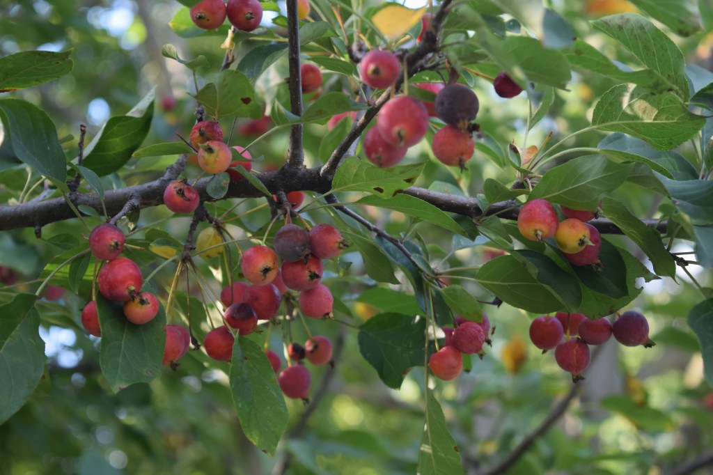 'Donald Wyman' Crabapple