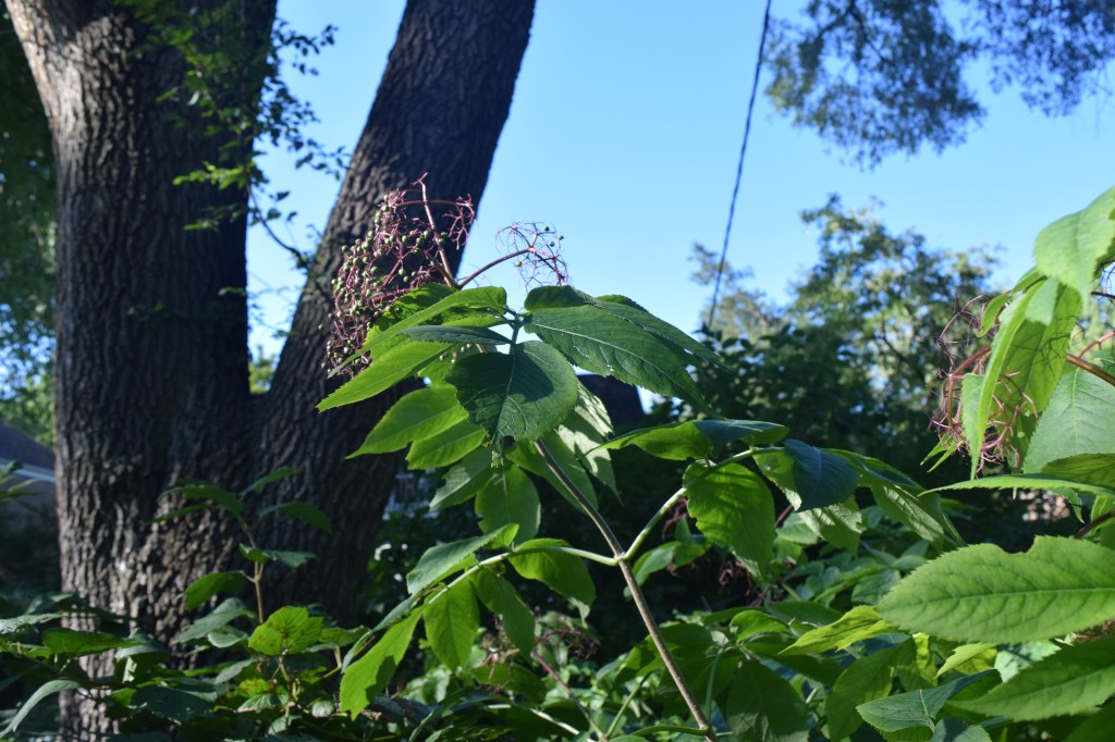 In early September, only a few unripe elderberries remained.