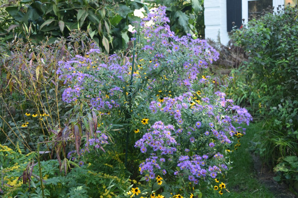 New England Aster in the Island Bed.