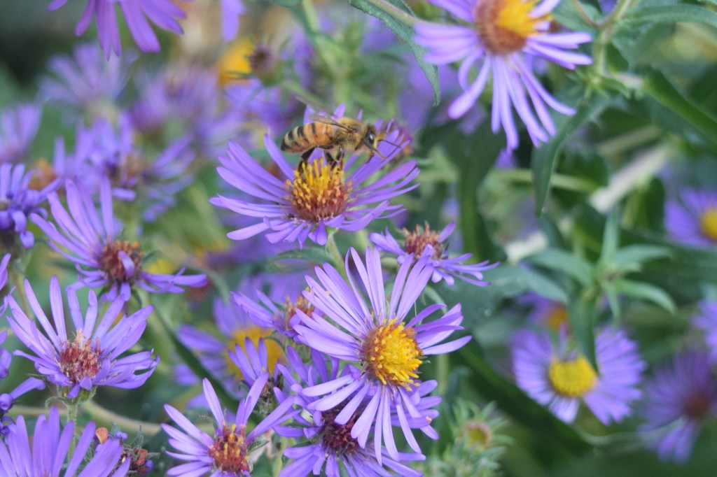 New England Aster up close, with bee.