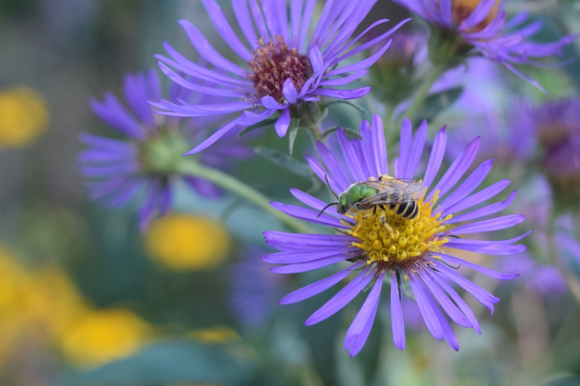 2014-09-28 15.39.51 new england aster with metallic green bee