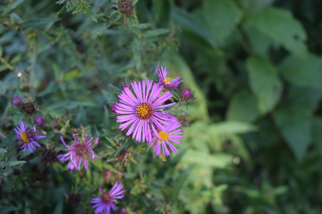 The flowers of New England Aster come in a range of colors.