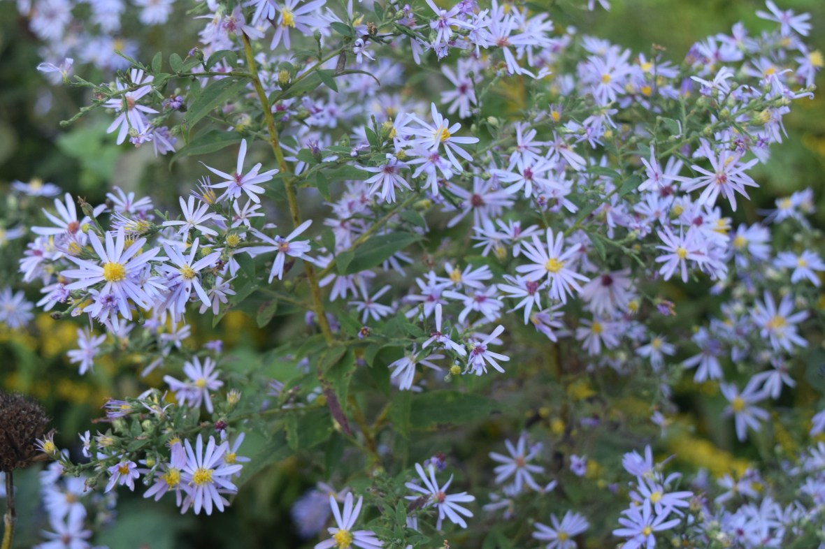 2014-09-28 15.42.20 Short's Aster
