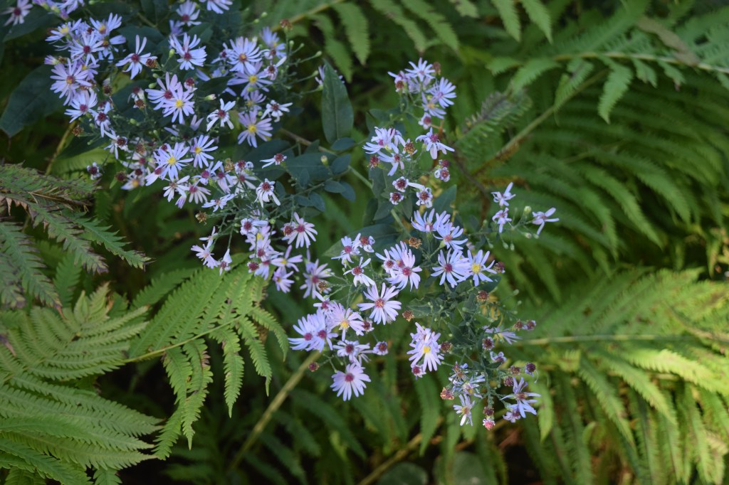 Short's Aster with ferns.