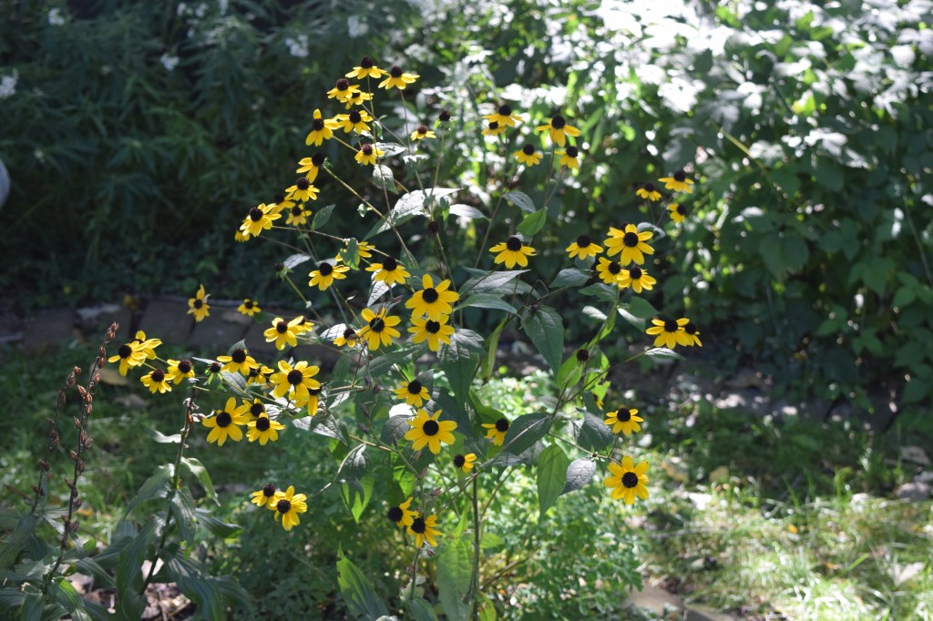 2014-10-05 13.37.19 Brown Eyed susan