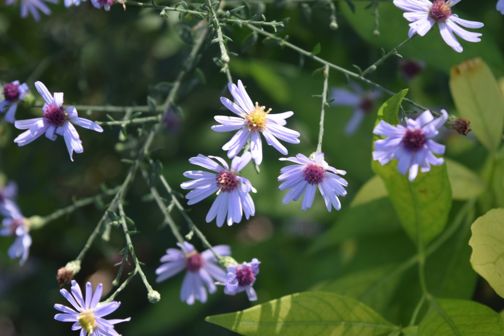 2014-10-05 13.37.51 short's aster