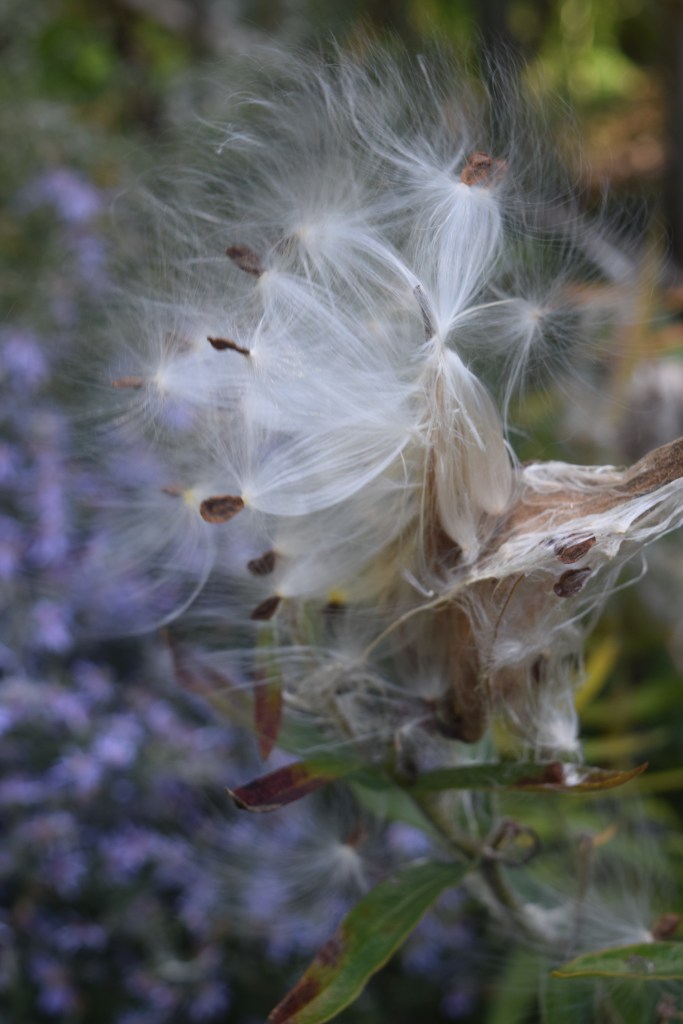 2014-10-05 13.41.03 swamp milkweed