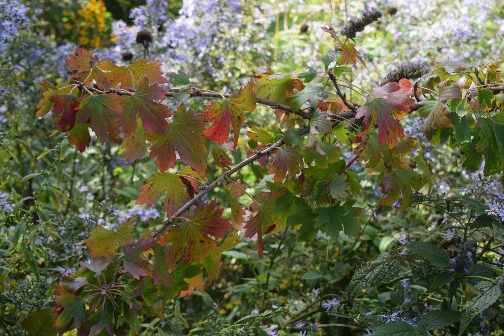 2014-10-05 14.05.56 clove currant