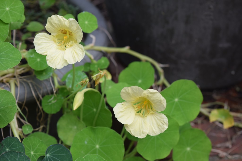 2014-10-05 14.10.31 nasturtiums