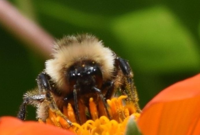 2014-10-05 14.11.03 Bumblebee