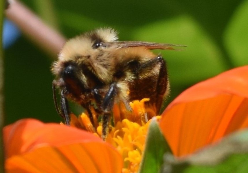 2014-10-05 14.11.06  bumblebee
