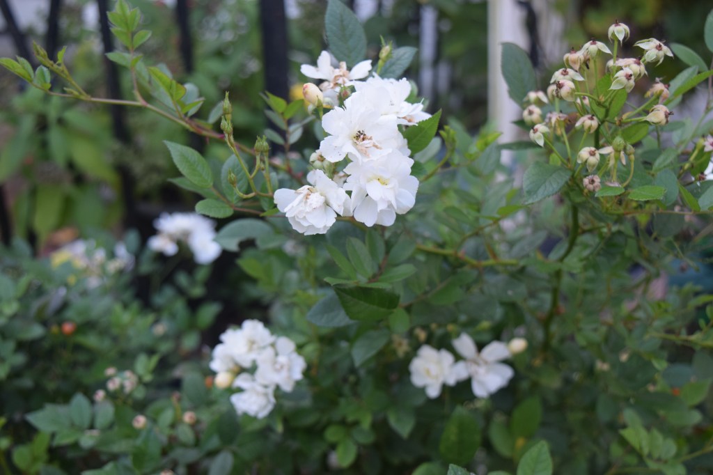 'Cassie' blooming in late October.