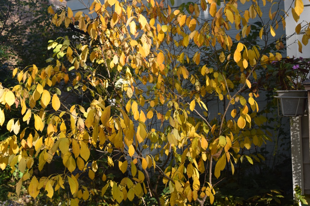 2014-10-20 09.26.15 spicebush fall foliage