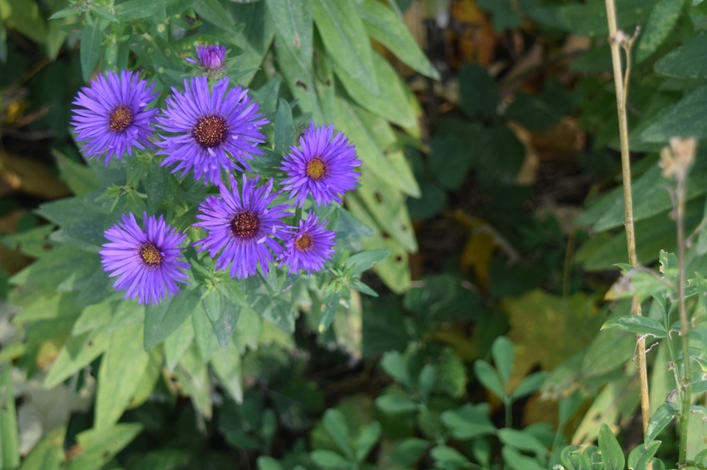 2014-10-20 09.26.54 purple dome new england aster
