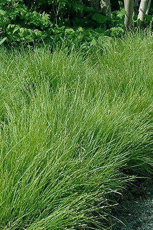 Eastern Star Sedge. Photo from Prairenursery.com.