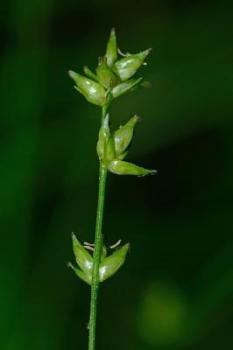 Eastern Star Sedge. Photo from Prairienursery.com.