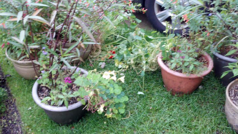 Plants waiting to be dislodged. The Mexican Petunia put up massive resistance. I took most of these pics with my phone.