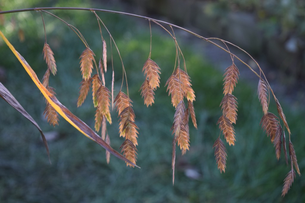 The Northern Sea Oats just gets better and better. The seeds turn from green to tan to golden brown.