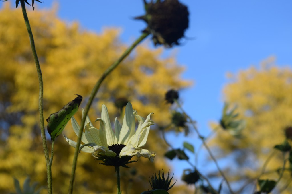 The last of the sunflowers.
