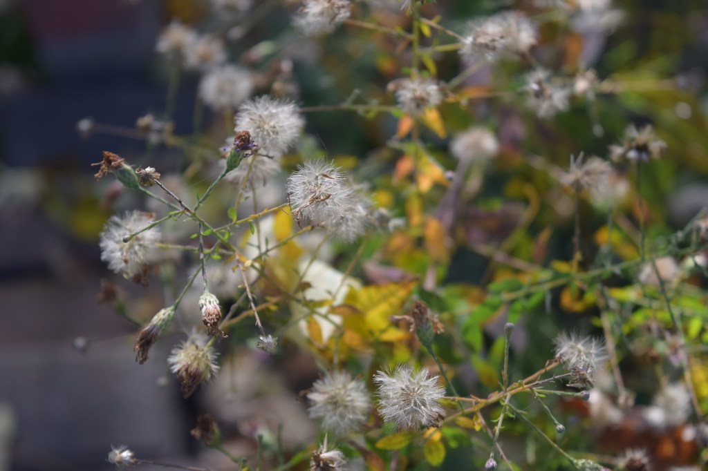 But the flowers of most have matured to small fluffy seedheads.
