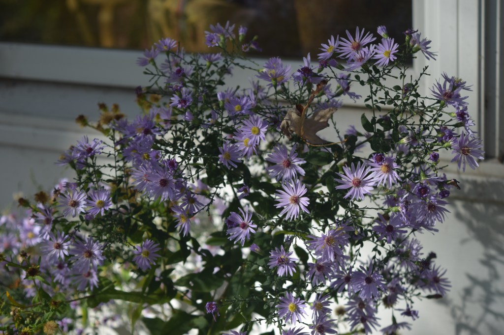 Some asters are still blooming, like these Short's Aster.
