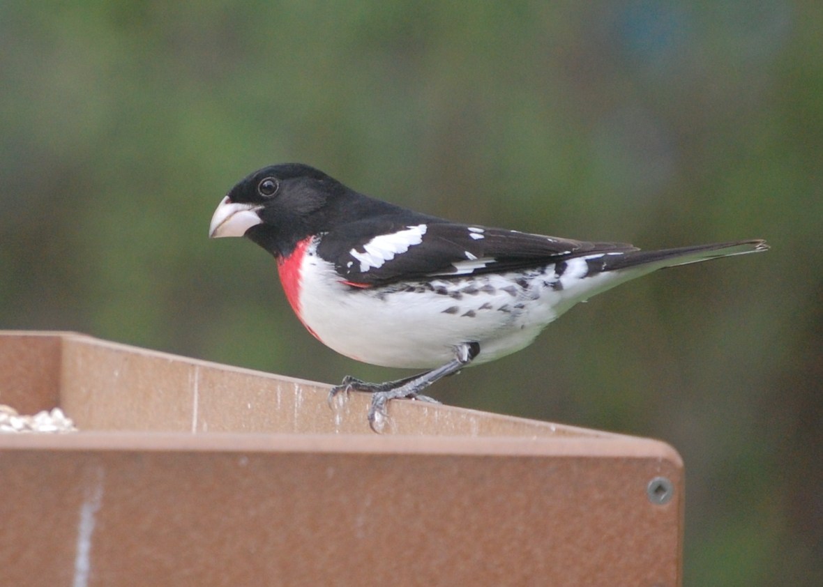 050510 grosbeak close-up