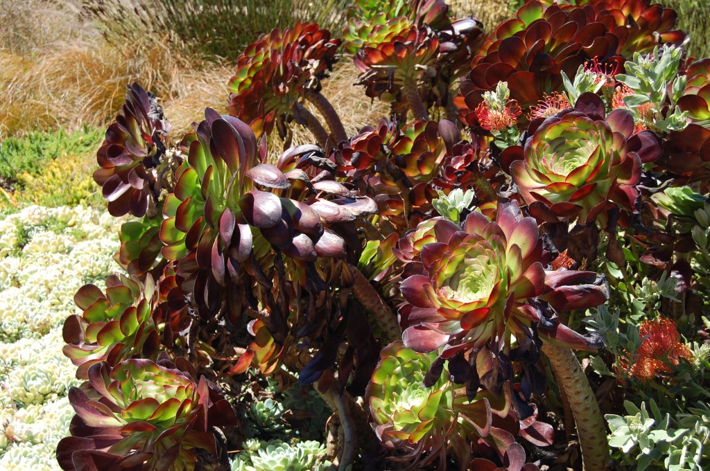 Aeonium on the march. "Take us to your leader."