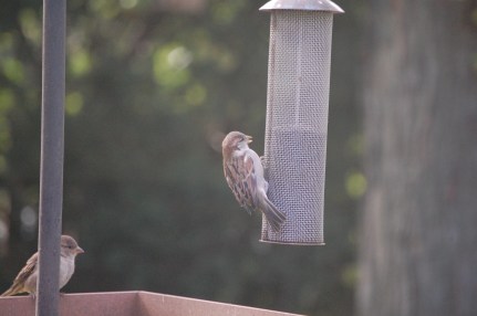 Hey, house sparrow! That nyjer seed is for the goldfinches! And it's expensive!
