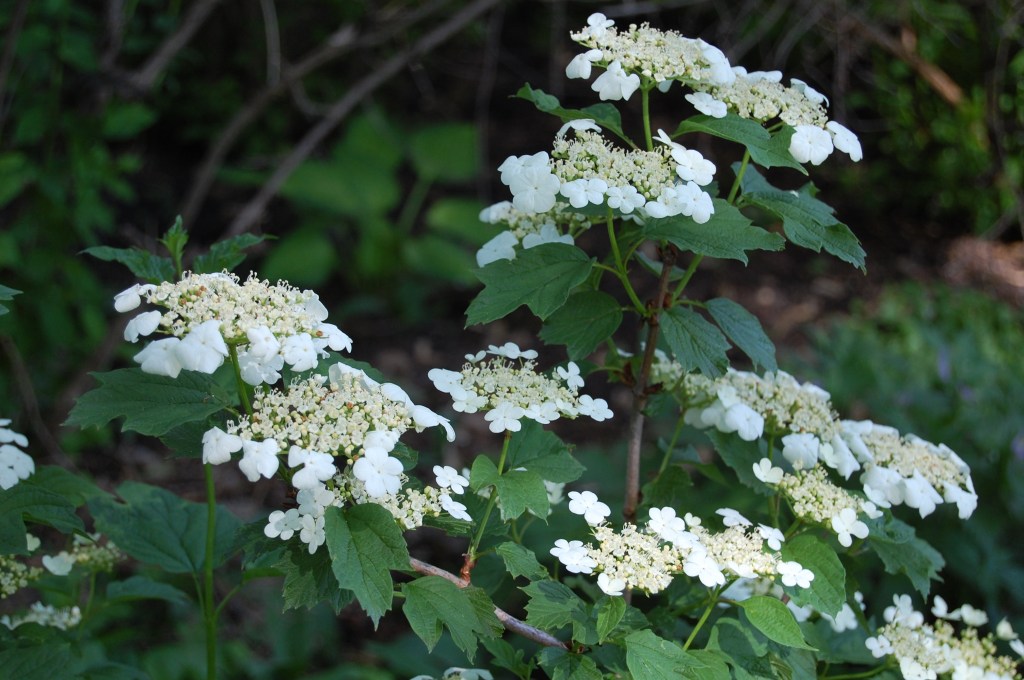 Highbush Cranberry