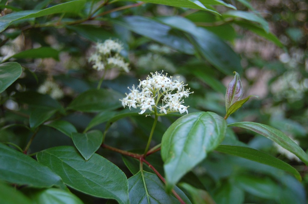 Gray Dogwood