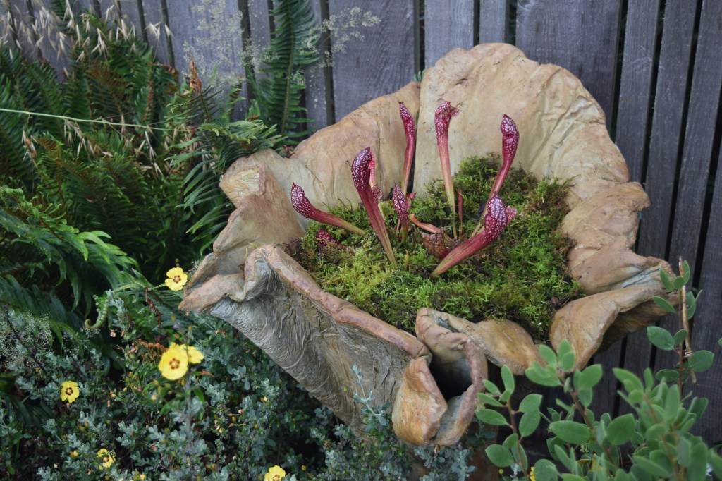 A miniature bog in a container.