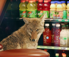 You want that toasted? Coyote at downtown Chicago Quiznos. Photo from NPR.