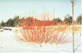 Suckering dogwood. Photo from University of Minnesota Extension Service.