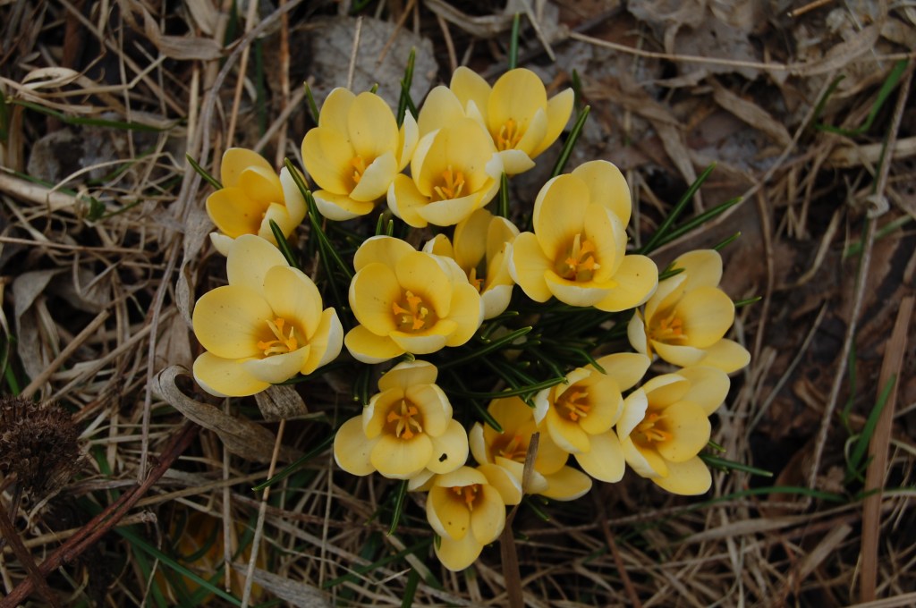 Crocus chrysanthus
