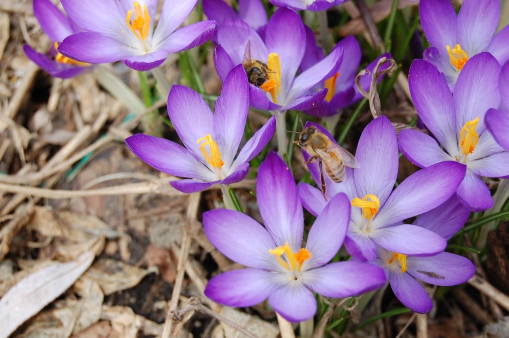 2014-04-06 13.18.03 crocus tommasinianus with bees