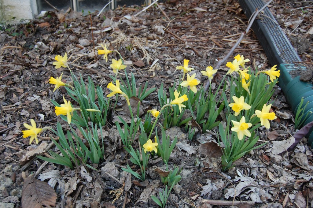 Narcissus 'Tete a Tete'