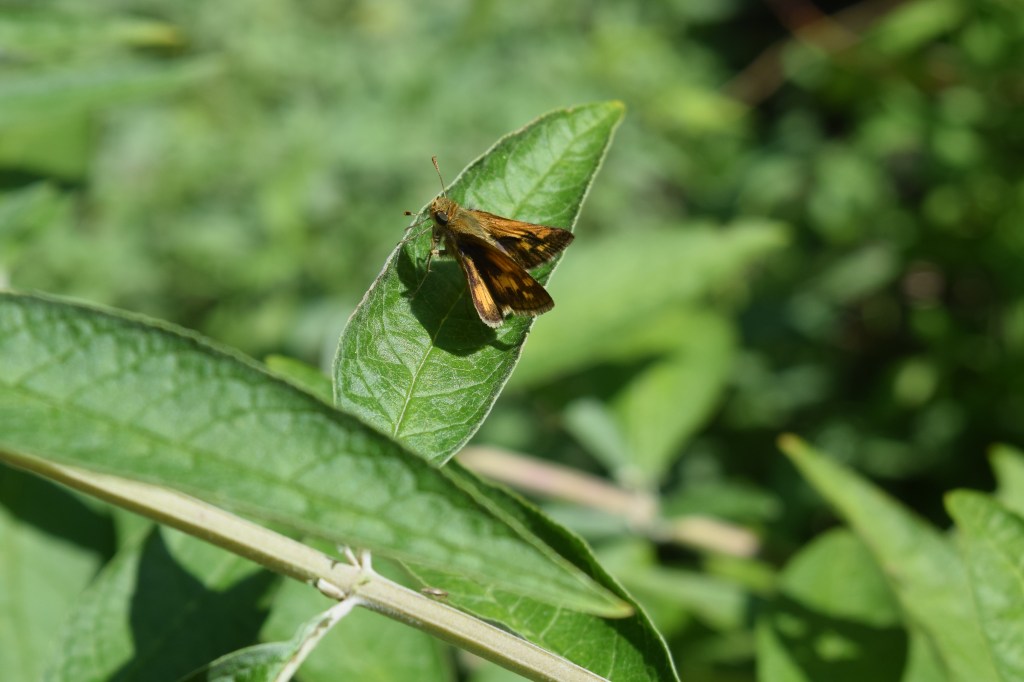 Skipper on Butterfly Bush leaf.