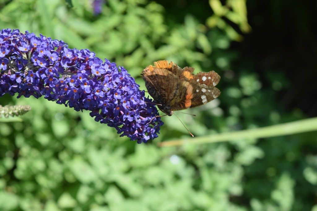 Skipper on Butterfly Bush foliage.