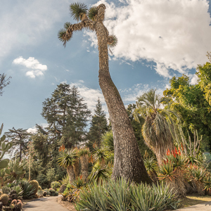 Huntington Library gardens. Photo from huntington.org.
