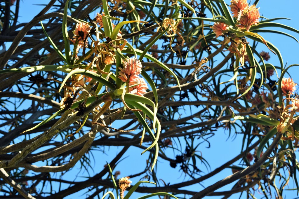 Anybody know the name of this tree?