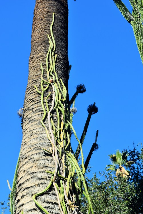 Did you know there were cacti that should climb?
